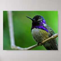 Purple Hummingbird Poster