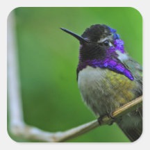 Purple Hummingbird Square Sticker