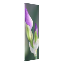 Purple Iris Bud canvas prints