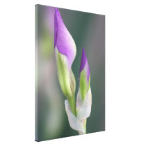 Purple Iris Bud canvas prints