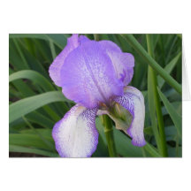 Purple Iris Card