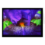 Purple Iris Cards