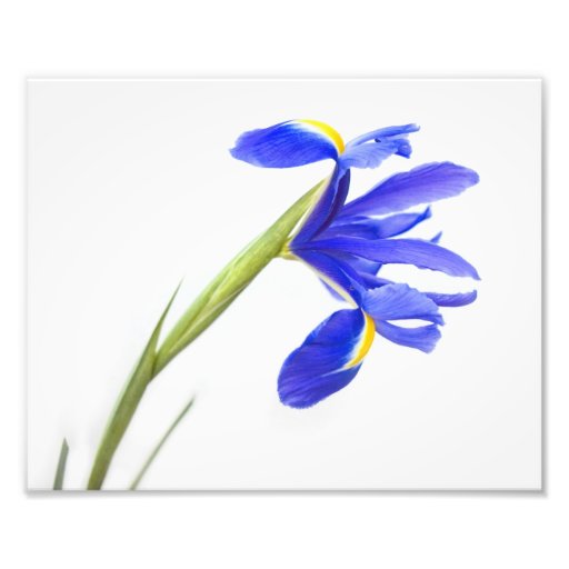 Purple Iris Flower Art Photo