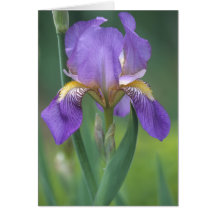 Purple Iris Flower Card