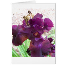 Purple Iris Greeting Card