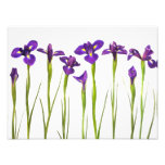 Purple Irises - Iris Flower Customised Template Photo