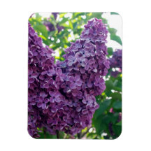 Purple Lilacs  Premium Magnet