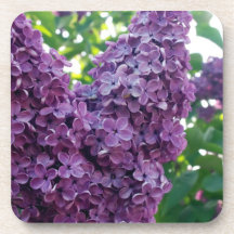 Purple Lilacs  Set of Coasters