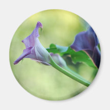 Purple Lilies Magnets