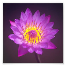 Purple Lotus Flower Photo