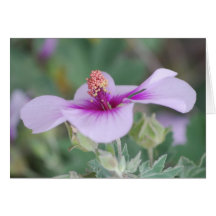 Purple Mallow Card