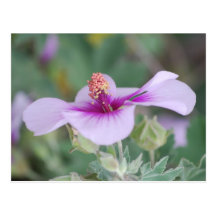 Purple Mallow Postcard