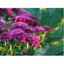 Purple Mums Flowers Photo Cut Outs