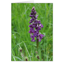 purple orchid birthday card