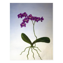 Purple Orchid Floral Postcard