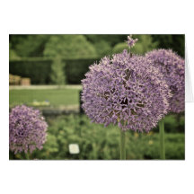 Purple Ornamental Onion Greeting Card
