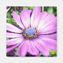 Purple Osteospermum Fridge Magnets