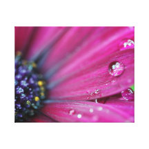 Purple Osteospermum Macro Gallery Wrap Canvas