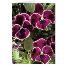 Purple Pansies Greeting Cards