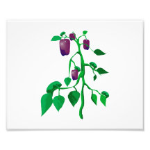 Purple peppers on green plant graphic photo art