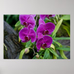 Purple Phalaenopsis Orchid Posters