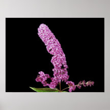 Purple Print