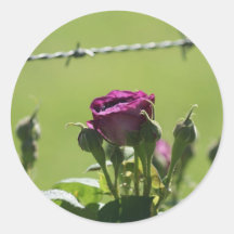 Purple Rose Barbwire Sticker