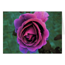 Purple Rose Greeting Card