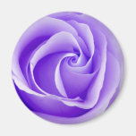 Purple Rose Magnet