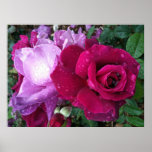 Purple Rose Poster