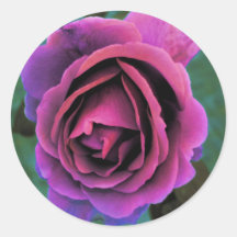 Purple Rose Round Sticker