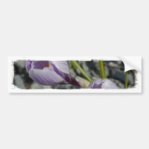 Purple Spring Bumper Stickers