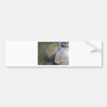 PURPLE STARFISH IN THE WATER BUMPER STICKERS