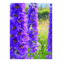 Purple stocks photo print
