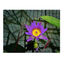 Purple Tropical Water Lily Postcard