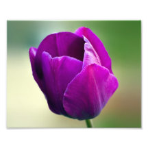 Purple Tulip Photo