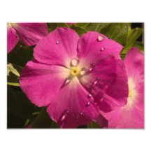 Purple Vinca with Raindrops photo print