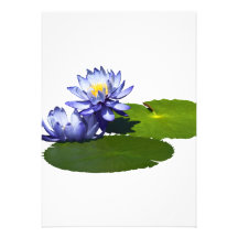 Purple Water Lilies in Sunshine Announcement