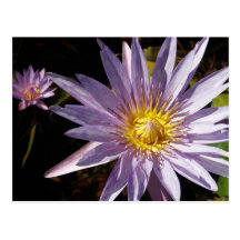 Purple Water Lily Postcard