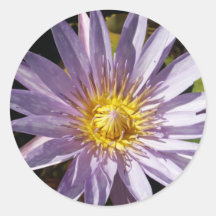 Purple Water Lily Sticker