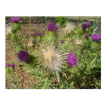 Purple Weed Flower Postcard