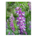 Purple Wildflowers on Blue Ridge Parkway Postcards