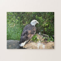 Puzzle - American Bald Eagle