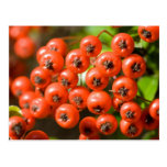 Pyracantha Postcard