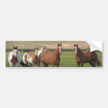 Quarter Horse Herd Bumper Stickers