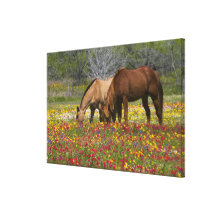 Quarter Horse in field of wildflowers near Cuero Canvas Print