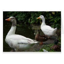 Quartet of Ducks Greeting Cards