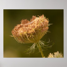 Queen Anne's Lace Poster