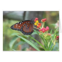 Queen Butterfly Notecard