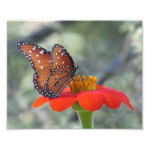 Queen Butterfly on Mexican Sunflower Art Photo